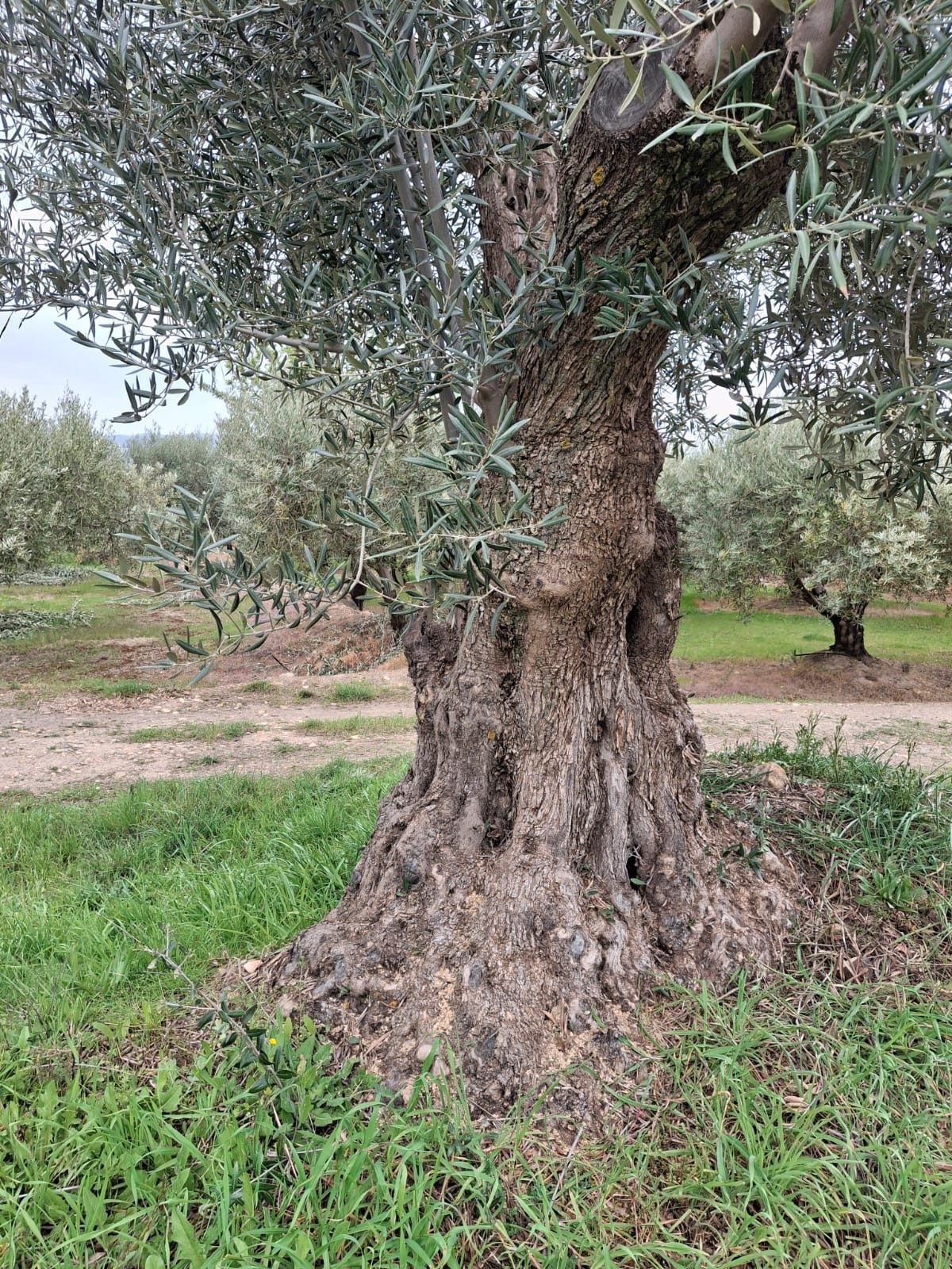 Olivar Marquesado del Zenete