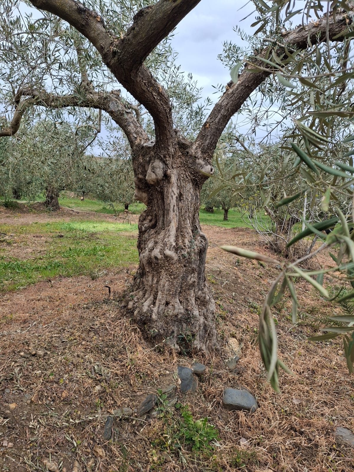 Olivo centenario tronco